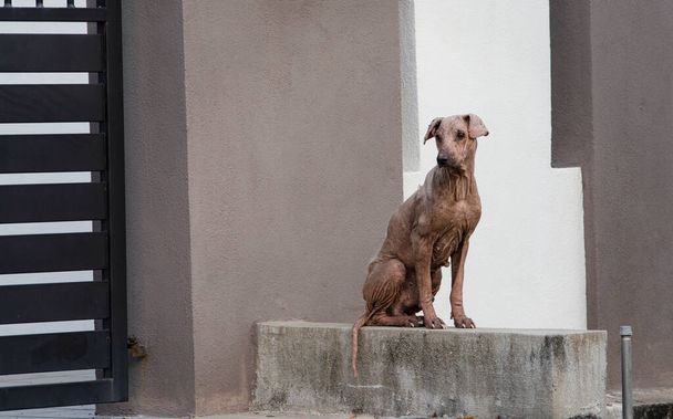 old and sickly stray dog by the street - Photo, Image