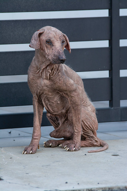 old and sickly stray dog by the street - Photo, Image
