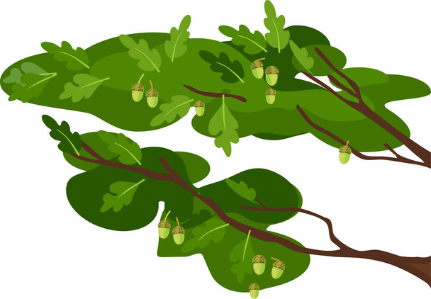 Абстрактные дубовые ветки с зеленой листвой и желудями, изолированные на белом фоне - Вектор,изображение