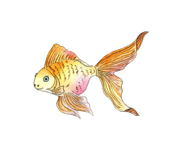 Watercolor illustration of a small goldfish. Aquarium fish. Sea life. Pet. Isolated over white background. Drawn by hand. - Фото, изображение