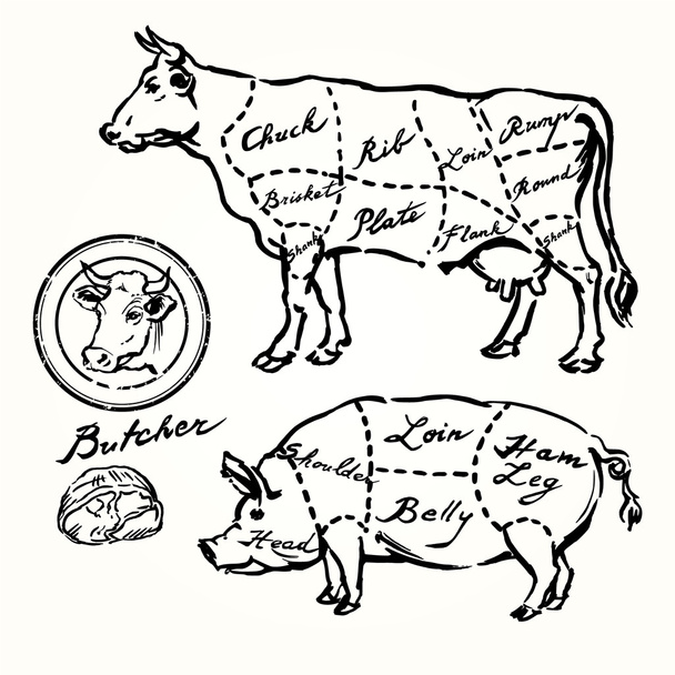 Schweine- und Rindfleischschnitte - handgezeichnetes Set - Vektor, Bild