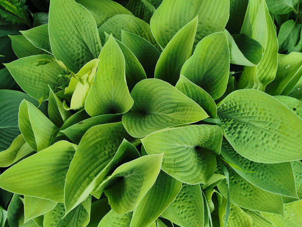 Szív alakú, kissé eltorzult zöld hosta levelek, felülnézet, a Szentpétervári Botanikus Kert. - Fotó, kép
