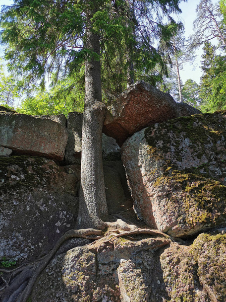 Um pinheiro que cresce diretamente em uma cerca de pedregulho, as raízes descem sobre ele, no parque natural rochoso Monrepos da cidade de Vyborg em um dia de verão claro. - Foto, Imagem