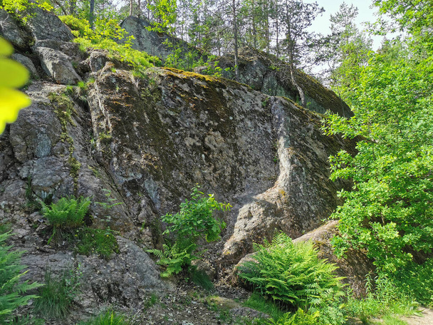 Una cerca de roca con árboles creciendo en ella en el parque natural rocoso de Monrepos en la ciudad de Vyborg en un día claro del verano. - Foto, imagen