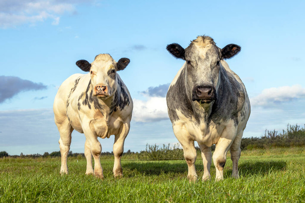 Kaksi valkoista lehmää, lihakarja katselee ja seisoo pystyssä vierekkäin pellolla - Valokuva, kuva