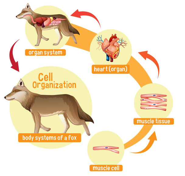 Diagramme montrant l'organisation cellulaire dans une illustration de loup - Vecteur, image