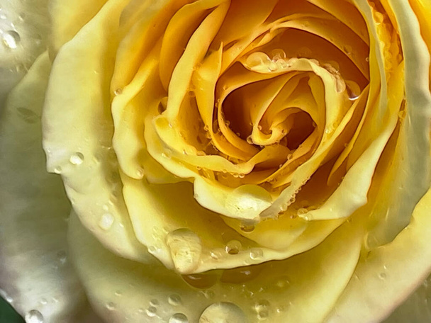  κλείσιμο του κίτρινου τριαντάφυλλου και σταγόνες βροχής - Φωτογραφία, εικόνα