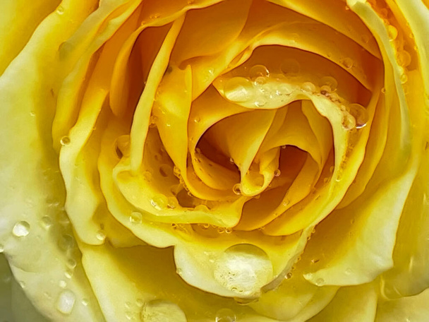  закрыть глаза на желтые розы и капли дождя - Фото, изображение