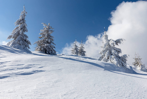 Winter Karpaten bergen op een ijzige heldere dag met sparren bomen bedekt met dikke sneeuw. Zonneschijn onder het winterse kalme berglandschap met prachtige dennenbomen op de helling. Toerisme. - Foto, afbeelding