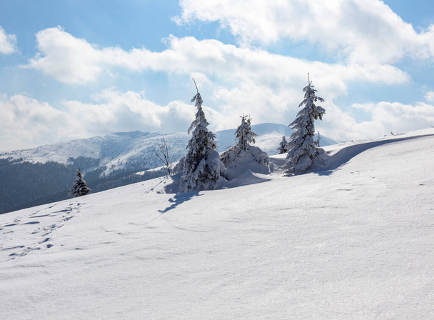 Зимові Карпатські гори в холодний ясний день з ялиновими деревами, покритими густим снігом. Сонячне світло під зимовим тихим гірським ландшафтом з красивими ялинами на схилі. Концепція туризму. - Фото, зображення