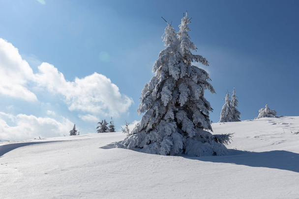 厚い雪で覆われたトウヒの木と霜の晴れた日に冬のカルパチア山脈。斜面に美しいモミの木と冬の穏やかな山の風景の下にサンシャイン。観光コンセプト. - 写真・画像