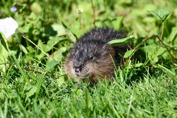 Baby Muskrat sits along edge of marsh eating grass - Fotografie, Obrázek