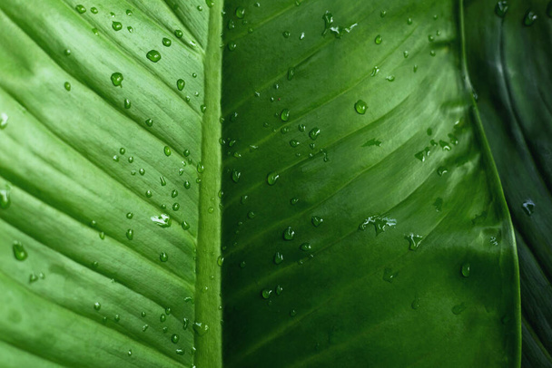 Leaves with water drops on top after rain - Fotoğraf, Görsel