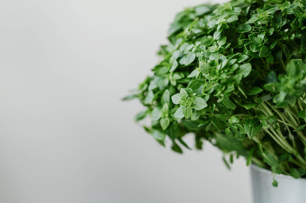 basil on a neutral white background in a pot - 写真・画像