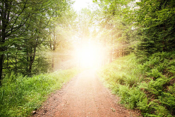 Der Weg aus dem tiefen Wald. Schritte ins helle Licht der Sonne - Foto, Bild