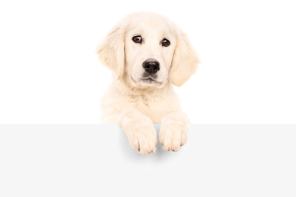 Puppy standing behind blank panel - Photo, image
