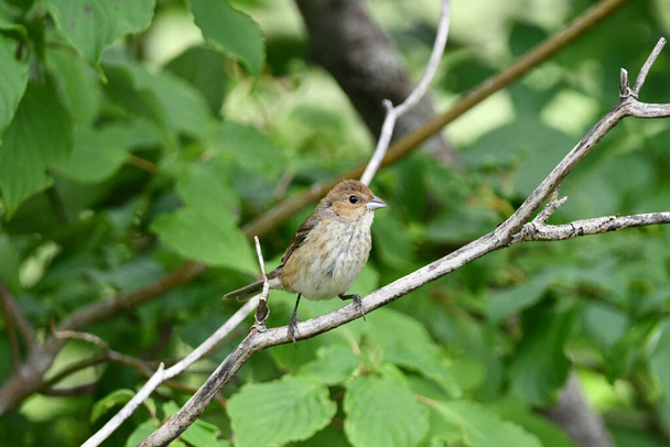 Female Indigo Bunting bird sits perched in a tree - Photo, Image