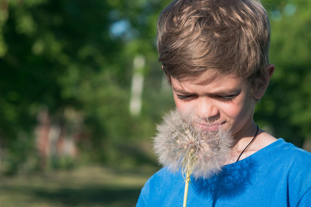 A boy holds a large dandelion in his hands on a summer day - 写真・画像