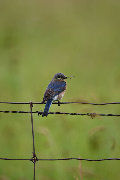 Eastern Bluebird gathers up pine needles for nesting material - 写真・画像