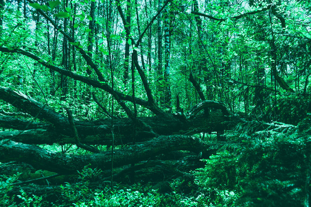 Πεσμένο μεγάλο δέντρο σε πυκνό δάσος. Μυστικό υπόβαθρο δάσους. Μυστηριώδης ατμόσφαιρα δάσους. Βαθιά μέσα στο δάσος. - Φωτογραφία, εικόνα