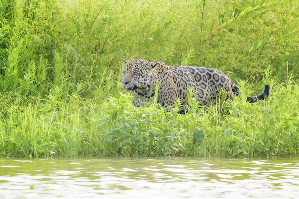 Jaguar (Panthera onca) steht im Feuchtgebiet am Flussufer, Pantanal, Mato Grosso, Brasilien - Foto, Bild