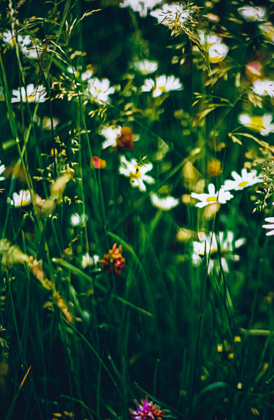 Daisy meadow in summer, green grass and blooming flowers, chamomile field as spring nature and floral background, botanical garden and eco environment - Fotó, kép
