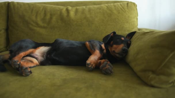 Dachshund pies leży w pokoju na zielonej kanapie z rozciągniętymi nogami i wzdycha ciężko - Materiał filmowy, wideo