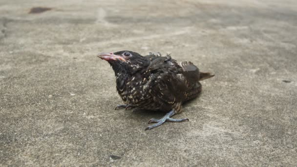 Le bébé oiseau tombé au sol ne peut pas bouger - Séquence, vidéo