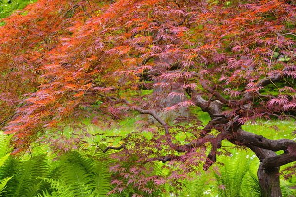 Maple with small red leaflets - Foto, imagen