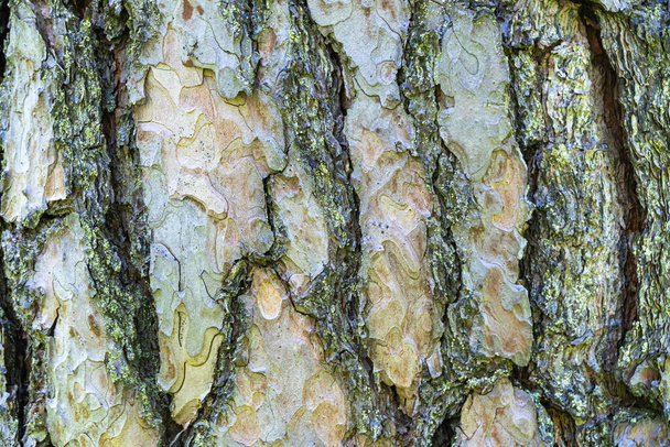 Casca de pinheiro. Textura áspera casca de pinheiro close-up - Foto, Imagem