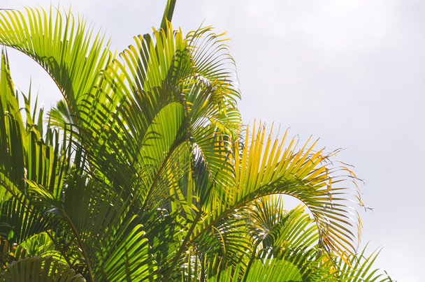 Palmblätter im Gegenlicht - Foto, Bild