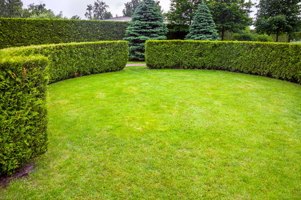 curved thuja hedge in a garden with a meadow of green lawn spring backyard landscape with copy space, nobody. - Foto, afbeelding