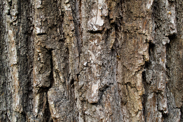 Nahaufnahme der rauen Rinde eines alten riesigen Baumes. Natürlicher Hintergrund. Kopierraum. - Foto, Bild