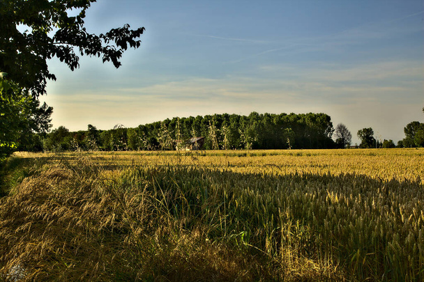 Пшеничне поле з рядами тополя на відстані на заході сонця влітку
 - Фото, зображення