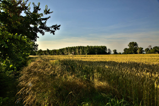 Champ de blé avec rangées de peupliers au loin au coucher du soleil en été - Photo, image