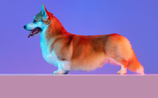 Хорошая красивая собака корги, спокойно позирующая на фиолетовом студийном фоне в розовом неоновом свете. Вид сбоку - Фото, изображение