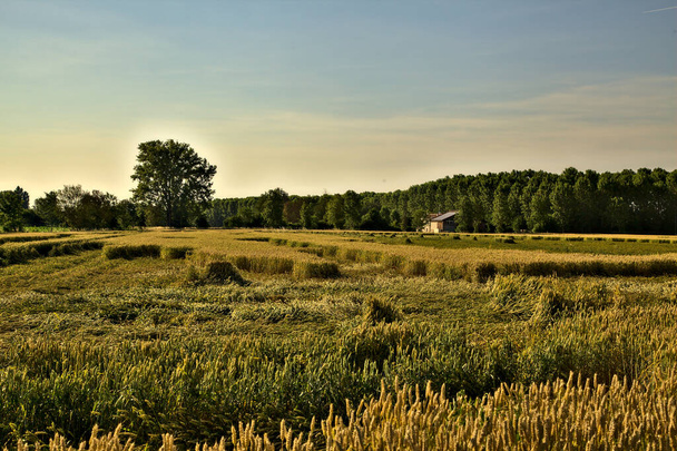 Wheat field with rows of poplars in the distance at sunset in summer - Photo, Image