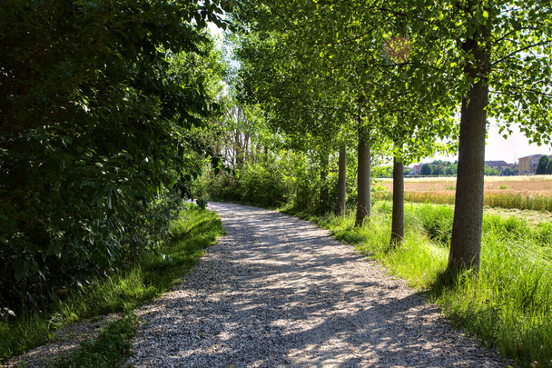 Gravel path in a grove bordered by trees next to a field in the italian countryside in summer at sunset - Foto, afbeelding