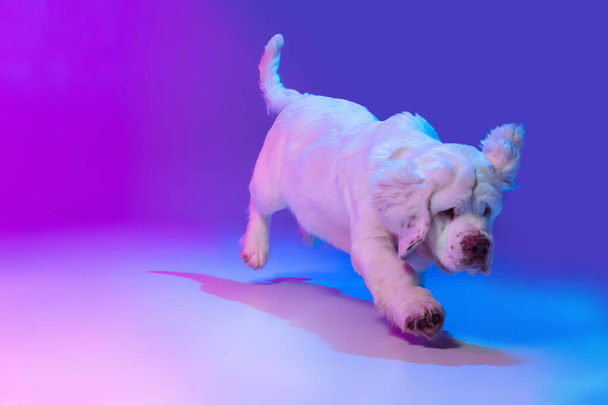 Beautiful calm big dog white Clumber running, playing isolated over gradient pink blue studio background in neon light filter. Concept of motion, action, pets love, animal life. - Valokuva, kuva