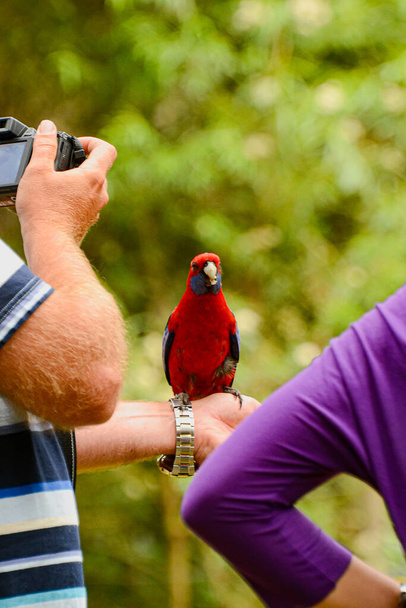 Kallista Dandenong Ranges. Victoria, Australien. 3. Januar 2014. Papageien füttern im Wald der Kallista Dandenong Ranges.  - Foto, Bild