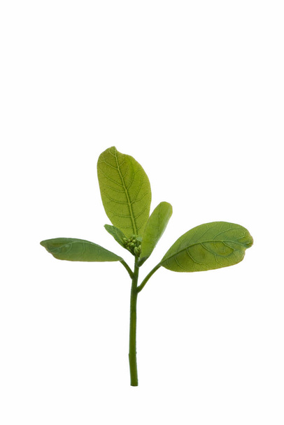 Crescimento, close-up de pequena planta crescendo a partir de solo isolado em fundo branco - Foto, Imagem