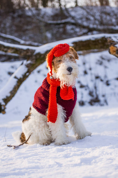 Wire-haired τεριέ αλεπού στα Χριστούγεννα στολή περπάτημα στο χιόνι το χειμώνα στο δάσος. Σκύλος συντροφιάς σε διακοπές φορώντας ένα καπέλο του Αϊ Βασίλη κατά τη διάρκεια της Πρωτοχρονιάς. Εικόνα για ημερολόγιο και ευχετήρια κάρτα. - Φωτογραφία, εικόνα