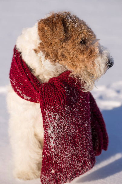 Noel kıyafetli tel saçlı tilki teriyeri kışın ormanda karda yürüyor. Yeni yıl boyunca kırmızı eşarp takarak tatilde olan evcil köpek. Takvim ve tebrik kartı resmi. - Fotoğraf, Görsel