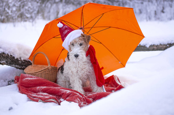 Noel kıyafetli, tel saçlı tilki teriyeri kışın ormanda kar altında geziyor. Yeni yıl pikniğinde Noel Baba şapkalı evcil köpek. Takvim ve tebrik kartı resmi. - Fotoğraf, Görsel