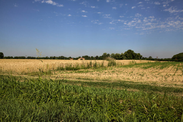 Pšeničné pole s potokem vody na venkově v létě - Fotografie, Obrázek