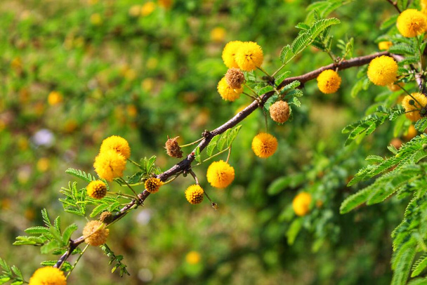 yellow babul flower acacia nilotica babool plant flower in jungle in nice blur background - Photo, Image
