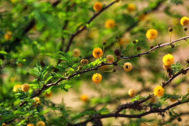 żółty babul kwiat akacja nilotica pawian roślin kwiat w dżungli w ładne rozmyte tło - Zdjęcie, obraz