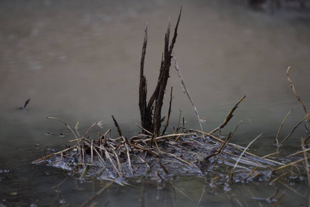 Pastizales destruidos después de las inundaciones - Foto, Imagen