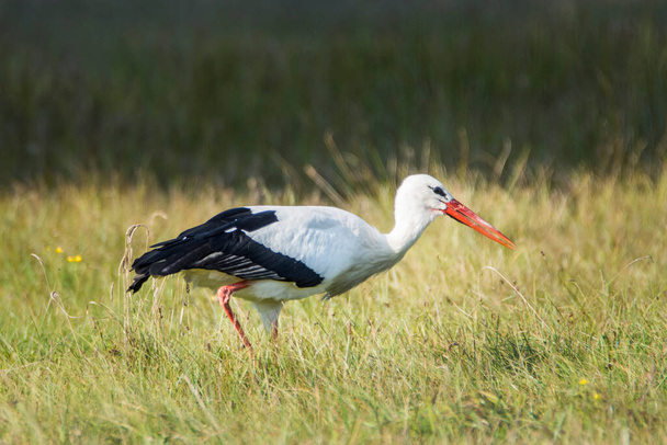 Single White Stork bird in wetlands green grass in Poland - Photo, Image