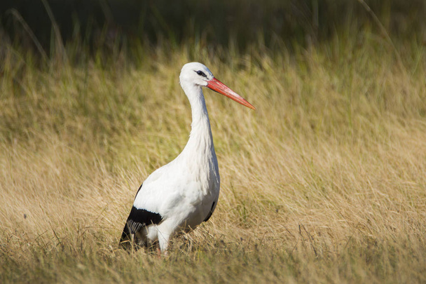 Single White Stork bird in wetlands green grass in Poland - Photo, Image